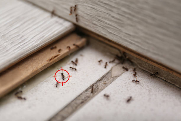  Eureka, MO Pest Control Pros