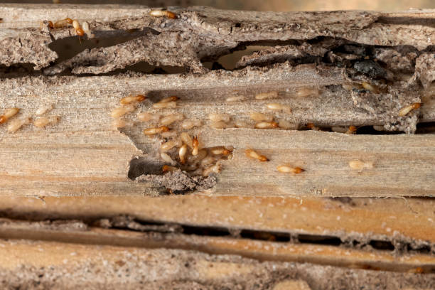 Best Best Pest Control Companies  in Eureka, MO